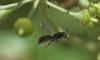 Lasioglossum sp.